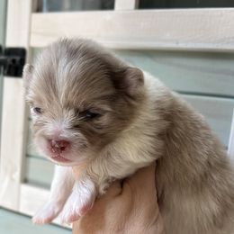 Simba - Chocolate merle male Pomeranian puppy in Waller (Northwest Of Houston), Texas from Blue Cottage Pomeranians