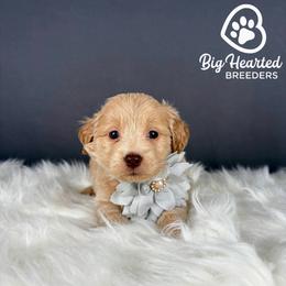 Jean Grey - White female Companion Cross puppy in Utah County, Utah from Big Hearted Breeders