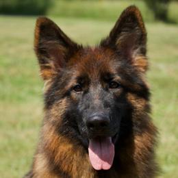 Romera - German Shepherd