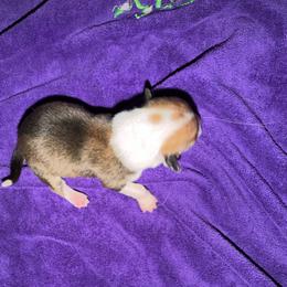 Again bluie sable - Sable and white female American Corgi puppy in Pioneer, Michigan from Country Corners Corgis