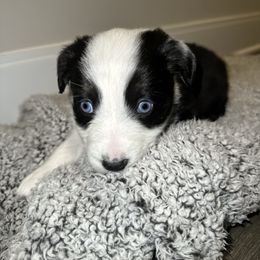 Australian Shepherd Puppies from Music City Aussies