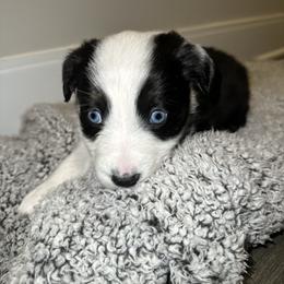Australian Shepherd Puppies from Music City Aussies
