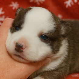 Pumpkin - Brindle and white female Cardigan Welsh Corgi puppy in Kerens, West Virginia from Leather & Lace