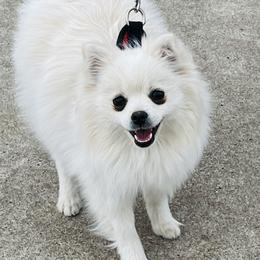 Prue - White female Pomeranian puppy in St. Louis, Missouri from Saint Louis Pomeranian babies