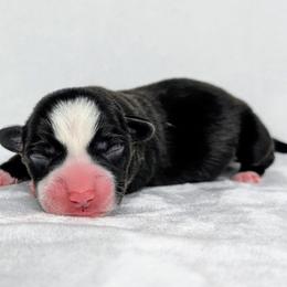 Snoopy - Black and white male American Corgi puppy in Clarksville, Tennessee from Cold Creek Family Farm LLC