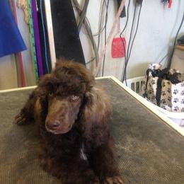 Poodle Puppies from Kokopelli Standard Poodles
