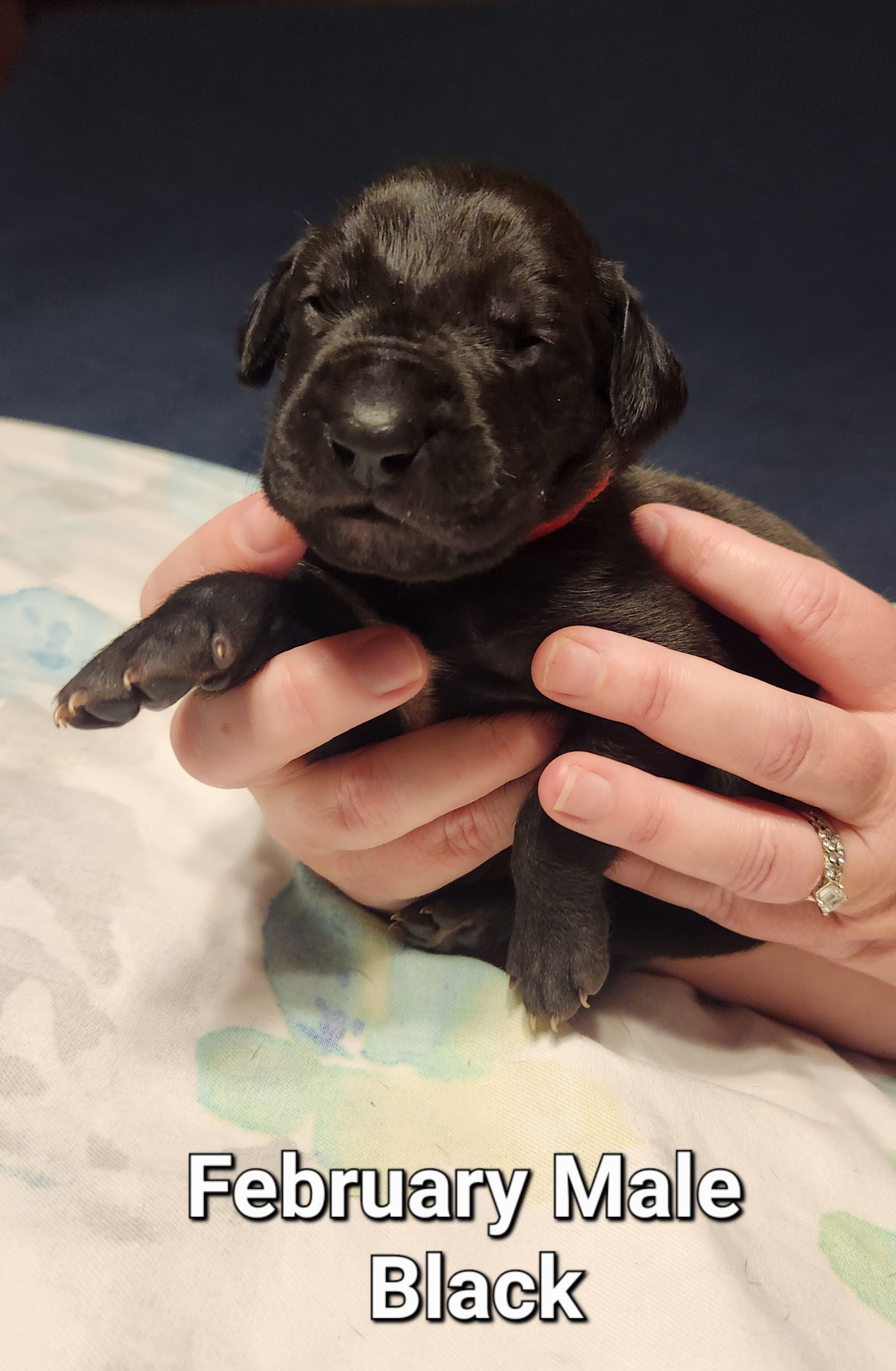 Itachi - Black Great Dane puppy in California from Bolo K9 Kennels