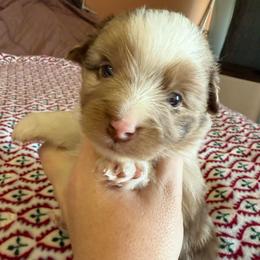 Bronze - Red merle male Miniature Australian Shepherd puppy in Gatesville, Texas from Southern Promise Aussie’s