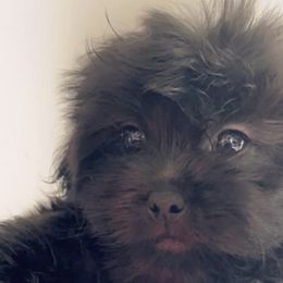Poodles, Shihpoos, and Shih Tzus from Aaliyah Shihtzu Puppyland