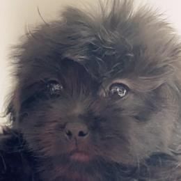 Poodles, Shihpoos, and Shih Tzus from Aaliyah Shihtzu Puppyland