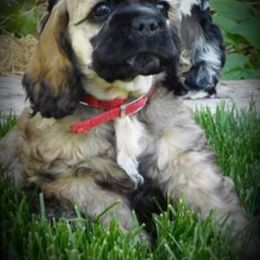 Cocker Spaniel Puppies from Doc's Cockers