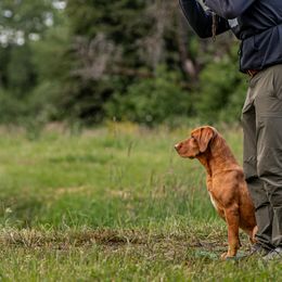 Labrador Retrievers from Red Mountain Labs LLC