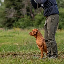Labrador Retrievers from Red Mountain Labs LLC
