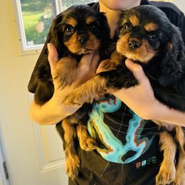 Cavalier King Charles Spaniel Puppies from Solheimar