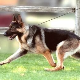 German Shepherds from Anne Isle German Shepherds