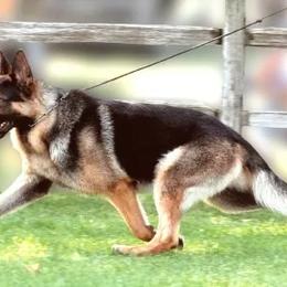 German Shepherds from Anne Isle German Shepherds