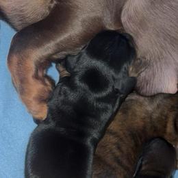 Girl 2 - Black and tan female Dachshund puppy in Bardstown, Kentucky from A & J Doxies