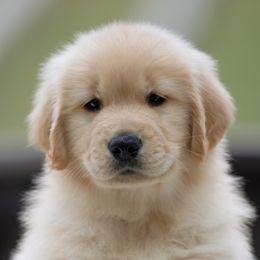 Golden Retrievers and Labrador Retrievers from Twisted Ranch Retrievers