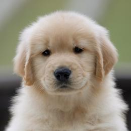 Golden Retrievers and Labrador Retrievers from Twisted Ranch Retrievers