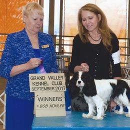 Lil - Cavalier King Charles Spaniel
