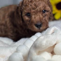 Copper - Red  male Poodle puppy in Seminole, Oklahoma from TruPoodles, Oklahoma AKC Mini poodles
