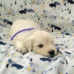 Ms. Dark Purple - Light golden female Golden Retriever puppy in Campton, Kentucky from ElkRidge Goldens