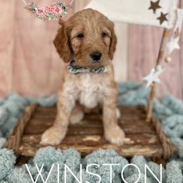 Goldendoodle Puppies from All My Doodles