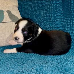 Winter (2 blue eyes) - Black & white female Australian Shepherd puppy in Piedmont, Oklahoma from HeartDriven Aussies