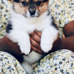 American Corgi and Pembroke Welsh Corgi Puppies from Elk Ridge Corgis