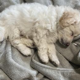Poodle Puppies from Diaz Poodles