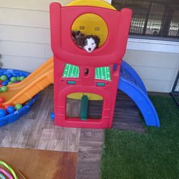 Miniature Australian Shepherd Puppies from Integrity Aussies Tx