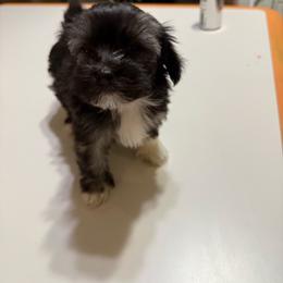 Toph - Tri-color female Coton de Tulear puppy in Boise, Idaho from Avana Cotons