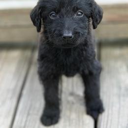 Maisy - Black female Labradoodle puppy in Georgetown, South Carolina from Muddy Bay Kennels