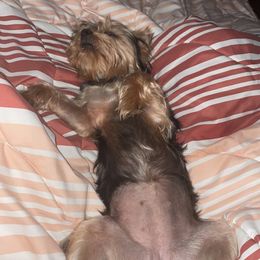 Yorkshire Terrier All Grown Up from Southern House Of Yorkies