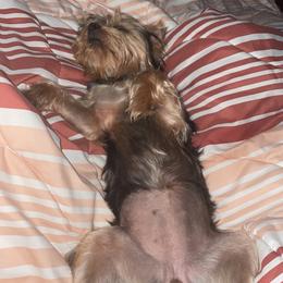 Yorkshire Terrier All Grown Up from Southern House Of Yorkies