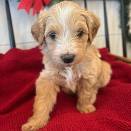 Peter Pan - Gold male Bordoodle puppy in Valley Center, California from Circle R Valley Bordoodls