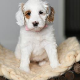 Australian Labradoodle Puppies from Snooze and Sniff Labradoodles