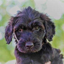 Lily - Black Goldendoodle puppy in Greer, South Carolina from South Paw Doodles