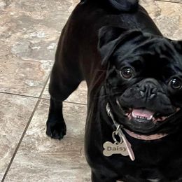Pugs from Pugs & Kisses