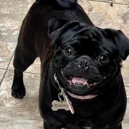 Pugs from Pugs & Kisses