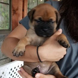 Bullmastiff Puppies from Faulkner Bullmastiffs