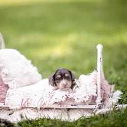 AKC Theo - Dapple male Dachshund puppy in Knox City, Missouri from Brittney's Dachshunds