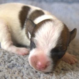 Dash - Brown and white male Jack Russell Terrier puppy in Menifee, California from Wendover Terriers
