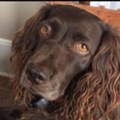 Boykin Spaniels from Southern Way Farm