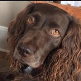 Boykin Spaniels from Southern Way Farm