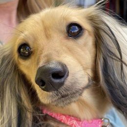 Daisy Rae - Dachshund