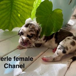 Chanel - Merle female Great Dane puppy in Aldie, Virginia from High Point Mountain Danes