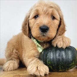 Ash - Apricot male Goldendoodle puppy in Temecula, California from Oodles O'Doodles