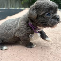Azure - Blue female Shih Tzu puppy in Eunice, Louisiana from 4J's Cajun Kennels