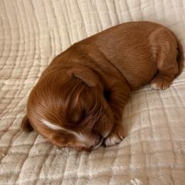 Frank - Ruby male Cavalier King Charles Spaniel puppy in Acworth, Georgia from Cumberland Cavaliers